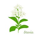 Stevia plant vector illustration. Stevia sweetener sugar substitute isolated