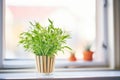 stevia plant on a windowsill Royalty Free Stock Photo