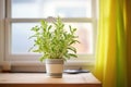 stevia plant on a windowsill