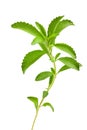 Stevia rebaudiana Royalty Free Stock Photo