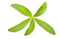 Stevia rebaudiana Royalty Free Stock Photo