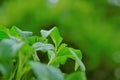 Stevia rebaudiana on blurred background.stevia plant.Alternative Low Calorie Vegetable Sweetener. sweet leaf sugar Royalty Free Stock Photo