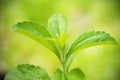 Stevia rebaudiana branch