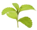 Stevia rebaudiana branch