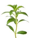 Stevia rebaudiana Royalty Free Stock Photo