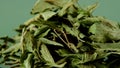 Stevia rebaudiana. dry stevia leaves on bright green background.Organic natural sweetener. .Stevioside Sweetener.Stevia