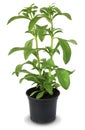 Stevia Rebaudiana