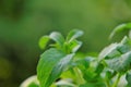 Stevia rebaudiana on green background.stevia plant.Alternative Low Calorie Vegetable Sweetener. sweet leaf sugar Royalty Free Stock Photo