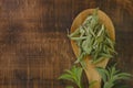 Stevia rebaudiana.Stevia green twig into in dry stevia leaves in a spoon on a wooden background.Stevioside Sweetener