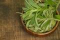 Stevia rebaudiana.Stevia green twig into in dry stevia leaves on a wooden background.Stevioside Sweetener.View from Royalty Free Stock Photo