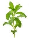 Stevia rebaudiana Royalty Free Stock Photo