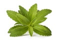 Stevia rebaudiana Royalty Free Stock Photo
