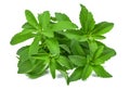 Stevia rebaudiana Royalty Free Stock Photo