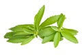 Stevia rebaudiana Royalty Free Stock Photo