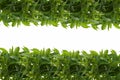 Stevia rebaudiana isolated on white background.frame of stevia leaves. branches of stevia border. Vegetable sweetener