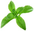 Stevia Rebaudiana Leafs Cut Out