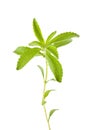 Stevia rebaudiana