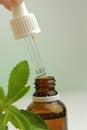 Stevia rebaudiana. liquid stevia extract in glass bottle and pipette in hand, stevia sprig on light green blurred