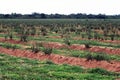 Stevia rebaudiana, plant fiel salta argentina