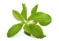 Stevia rebaudiana sprig Royalty Free Stock Photo