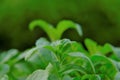 Stevia rebaudiana .stevia plant.Alternative Low Calorie Vegetable Sweetener. sweet leaf sugar substitute. Royalty Free Stock Photo