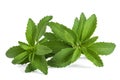 Stevia rebaudiana