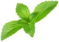 Stevia Rebaudiana, Sugar Substitute Cutout