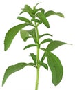 Stevia rebaudiana Royalty Free Stock Photo