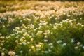 Stevia rebaudiana, sweet leaf sugar substitute isolated on field background. Neural network AI generated