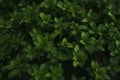 Stevia rebaudiana, sweet leaf sugar substitute isolated on field background. Neural network AI generated