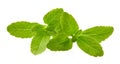 Stevia rebaudiana, sweet leaf sugar substitute isolated on white