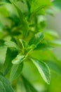 Stevia rebaudiana. sweet leaf sugar substitute. leaves of a stevia plant.Alternative Low Calorie Vegetable Sweetener Royalty Free Stock Photo