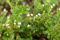 Stevia\'s flower blooming and leaves.