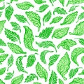 Stevia seamless pattern. Vector fresh organic leaf Royalty Free Stock Photo