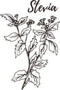 Stevia. Set of hand drawn vector spices and herbs. Medicinal, cosmetic, culinary plants