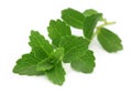 Stevia Ã¢â¬â A substitute of sugar Royalty Free Stock Photo