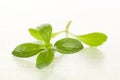 Stevia sugar leaf.