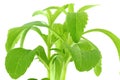 Stevia sugar substitute herb