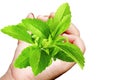 Stevia sugar substitute herb in hand Royalty Free Stock Photo