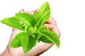 Stevia sugar substitute herb in hand