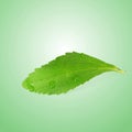 Stevia sugar substitute herbs leaves in green background