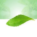Stevia sugar substitute herbs leaves in green background Royalty Free Stock Photo