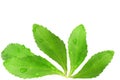 Stevia sugar substitute herbs leaves in pure white background