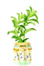 Stevia sugar substitute herbs plant in pot
