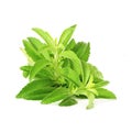 Stevia sugar substitute herbs in pure white background