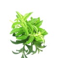 Stevia sugar substitute herbs with shadow in pure white background