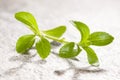 Stevia, sugarleaf.