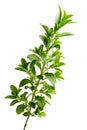 Stevia or Sweet Herb