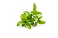 Stevia or Sweet Herb Royalty Free Stock Photo