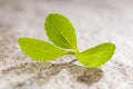 Stevia sweetleef. Royalty Free Stock Photo